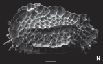 Orthrocosta phantasia Ceolin & Whatley, 2015 - SEM valves images from original paper