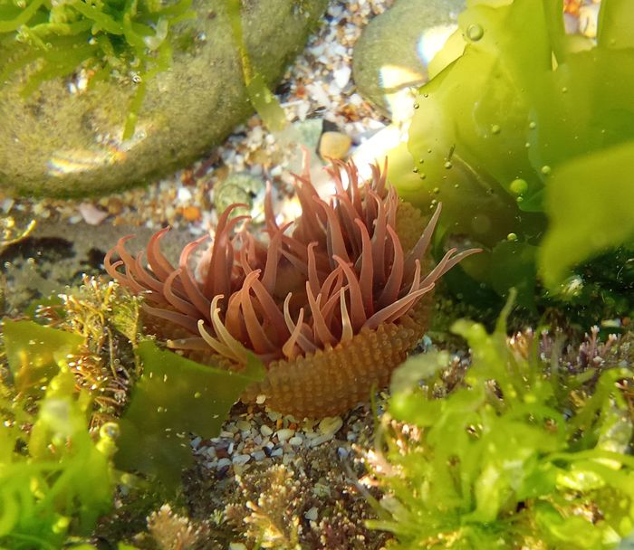 Anthopleura biscayensis, Fig.24