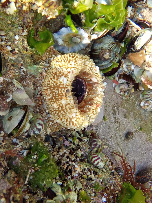 Anthopleura biscayensis, Fig.25