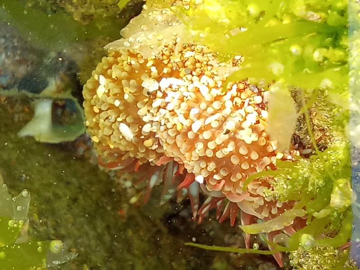 Anthopleura biscayensis, Fig.26