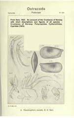 Illustrations from the original description (Sars, 1923, animals collected from  Norway)