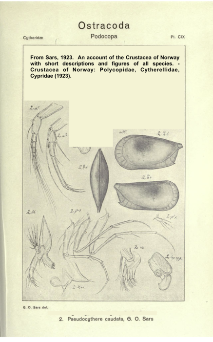 No lectotype designated for this species, these illustrations are from Sars, 1923 (animals collected from  Norway)