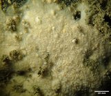 Scopalina goletensis