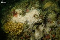 Scopalina nausicae
