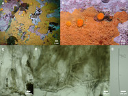 Scopalina carmela