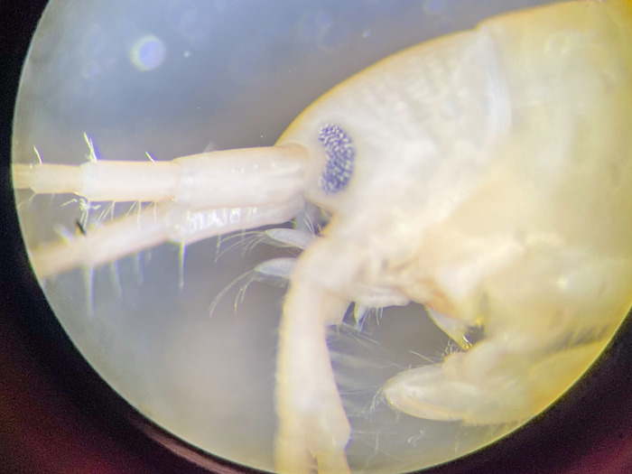 Gammarus oceanicus - antennae Gammarus oceanicus - antennae