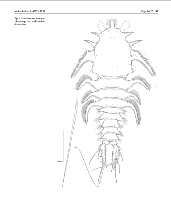 Pseudometeorina eratosthenica