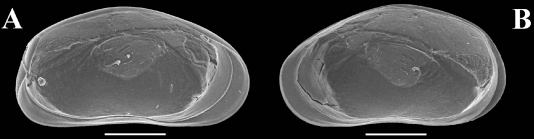 Songkhramodopsis meischi Savatenalinton, 2023 - Holotype valves SEM images from original paper