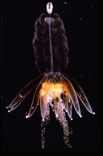 Physophora hydrostatica, size about 5 cm