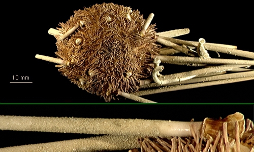 Notocidaris gaussensis Notocidaris gaussensis
