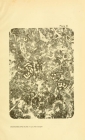 Nubecularia lucifuga var. stephensi Howchin, 1894