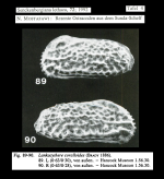 Cythere coralloides Brady, 1886