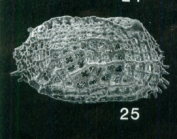 Holotype of Lankacythere elaborata Whatley & Zhao, 1988 