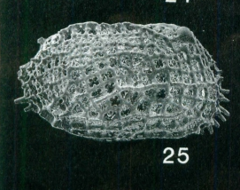 Holotype of Lankacythere elaborata Whatley &amp; Zhao, 1988 