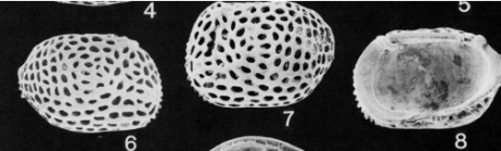 Lectotype of Cythere euplectella Brady, 1869