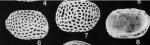 Lectotype of  Lankacythere euplectella  Brady, 1869