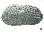 Holotype of Lankacythere reticulata Khosla & Nagori, 1989   