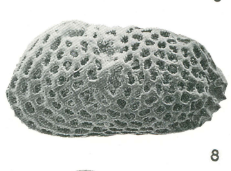 Holotype of Lankacythere reticulata Khosla &amp; Nagori, 1989   