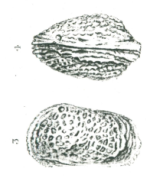Cythere scotti Brady, 1890, illustrations from the original description