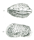 Cythere scotti Brady, 1890, illustrations from the original description