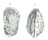 Lankacythere scotti (Brady, 1890)  