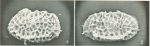 Bradleya albatrossia Benson, 1972 Holotype SEM valves from original paper 