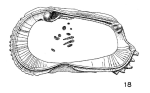 Bradleya approximata approximata (Bosquet, 1852) - Lectotype, left valve drawning