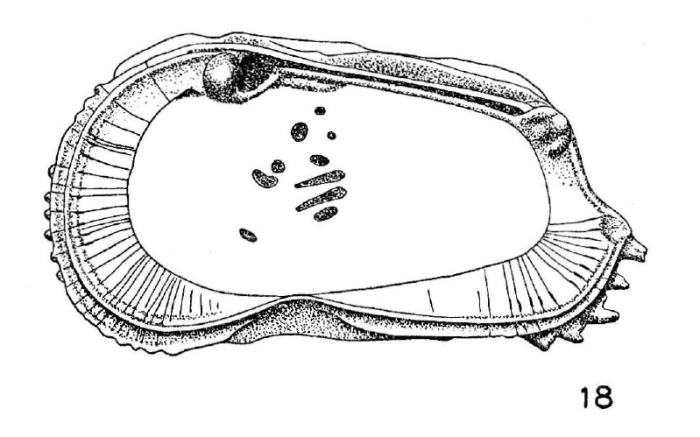 Cythere approximata approximata Bosquet, 1852 - Lectotype, left valve drawning