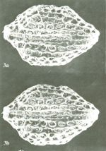 Bradleya atactopleura Al-Furaih, 1980 - Holotype from original paper