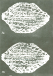 Bradleya atactopleura Al-Furaih, 1980 - Holotype from original paper