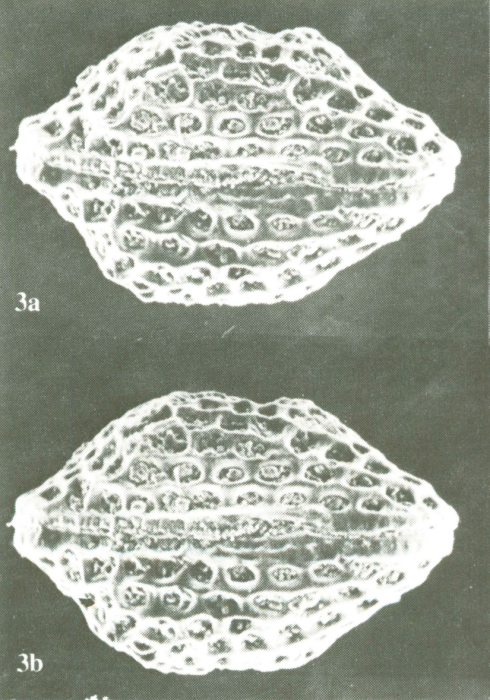 Bradleya atactopleura Al-Furaih, 1980 - Holotype from original paper