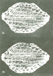 Bradleya atactopleura Al-Furaih, 1980 - Holotype SEM valves from original paper