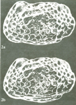 Bradleya atactopleura Al-Furaih, 1980 - Holotype from original paper