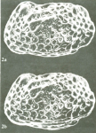 Bradleya atactopleura Al-Furaih, 1980 - Holotype from original paper