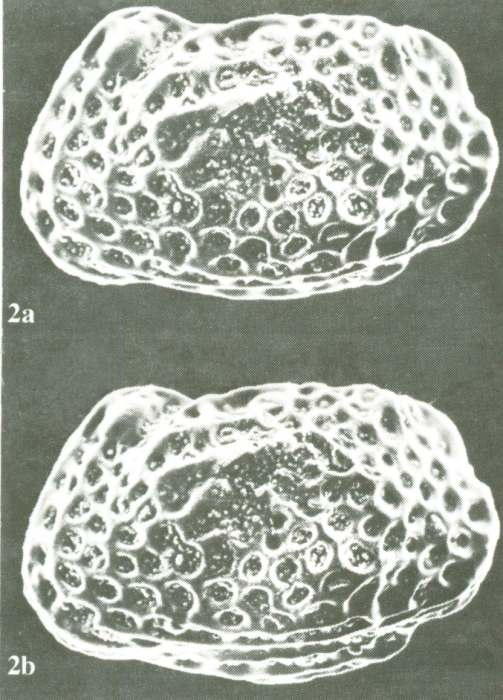 Bradleya atactopleura Al-Furaih, 1980 - Holotype from original paper