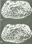 Bradleya atactopleura Al-Furaih, 1980 - Holotype SEM valves from original paper