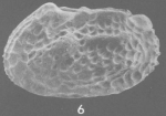 Bradleya attilai Bertels, 1975 - Holotype SEM valves from original paper