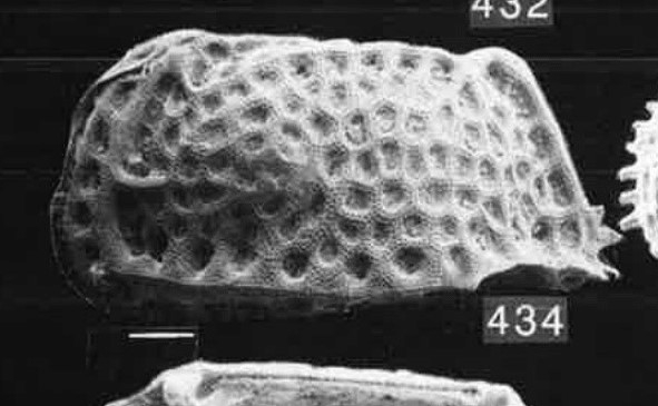 Bradleya bassbasinensis Yassini & Jones,1995 - Holotype SEM valves from original paper Bradleya bassbasinensis Yassini & Jones,1995 - Holotype SEM valves from original paper