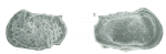Bradleya caeca Guernet, 1985 - Holotype SEM valves from original paper