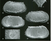 Bradleya claudiae Jellinek & Swanson, 2003 - Holotype SEM valves from original paper