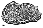 Bradleya clifdenensis Hornibrook, 1952 - Holotype, left valve drawning from original paper