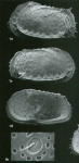 Bradleya cupa Jellinek & Swanson, 2003 - Holotype 