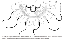 Paraphyllina kubanci schematic
