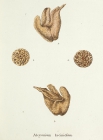 Alcyonium laciniosum Esper, 1805
