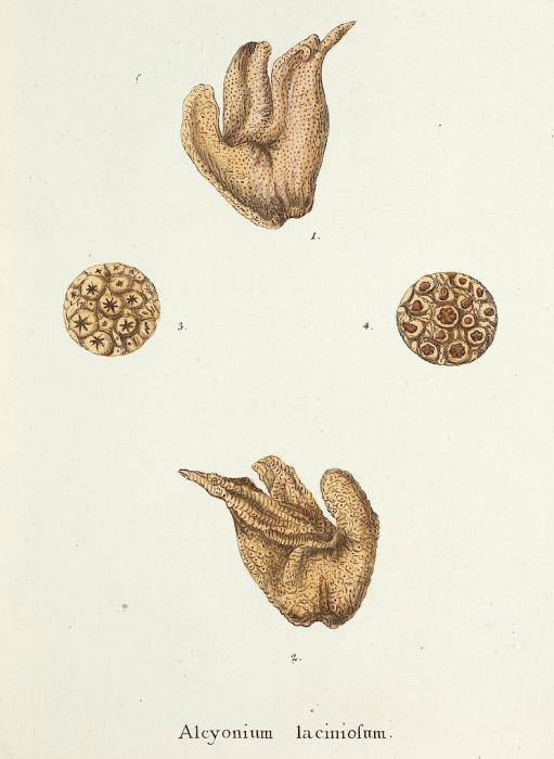 Alcyonium laciniosum Esper, 1805