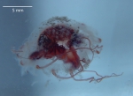 medusa of Paraphyllina kubanci