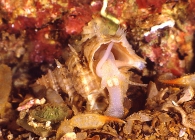 Turritropis zuluensis (Barnard, 1963)
