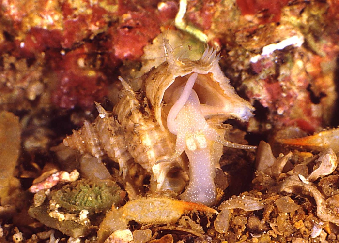 Turritropis zuluensis (Barnard, 1963) Turritropis zuluensis (Barnard, 1963)