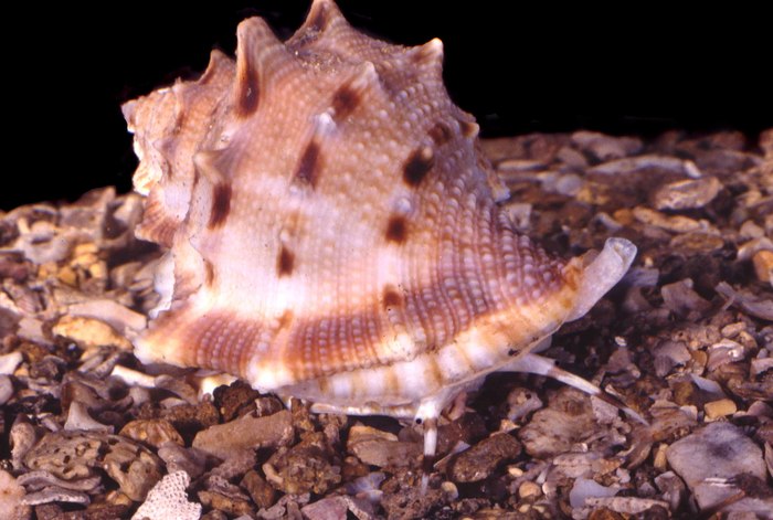 Bufonaria crumena