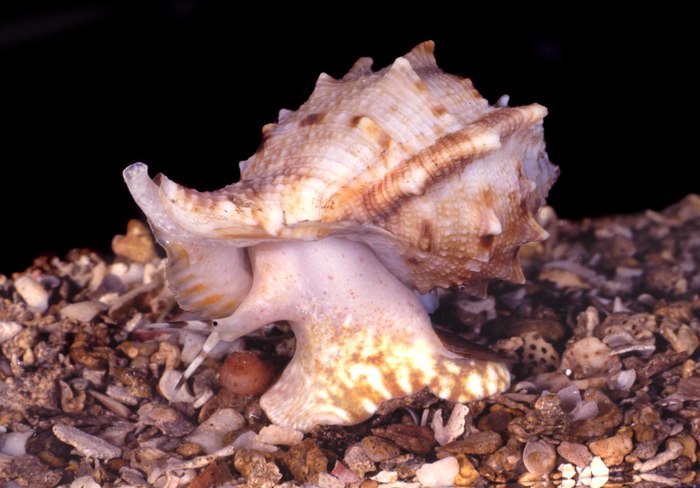 Bufonaria crumena